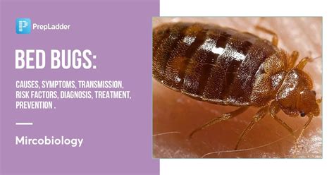 treatment for bed bugs bloomingdale|CDC .